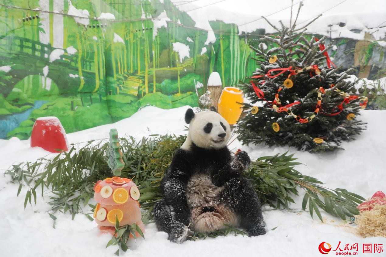 大熊猫“喀秋莎”正在享用园方准备的蛋糕。人民网记者 肖新新摄