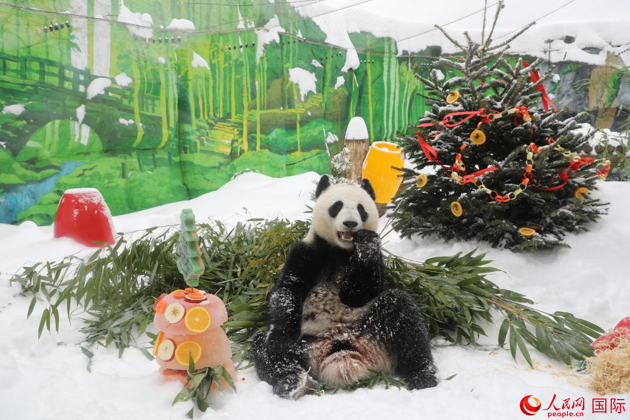 大熊猫“喀秋莎”正在享用园方准备的蛋糕。人民网记者 肖新新摄