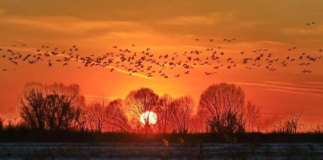冬日傍晚成群的鸟类形成一幅诗意画面。赵文昌摄