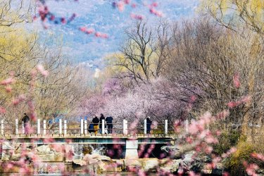 国家植物园第四届桃花观赏季启幕 万余平米低温