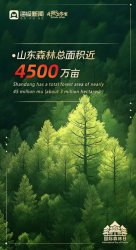 国际森林日丨山东以绿为笔，绘就齐鲁森态画卷